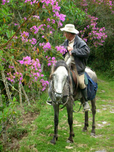 Equateur - Groupe de cavaliers  - Randonnée équestre sur l'avenue des volcans - Randocheval / Absolu voyages